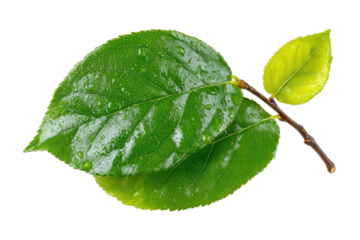 Fresh green leaves with water droplets on surface showcasing nature's beauty and vibrant colors ideal for environmental and botanical themes