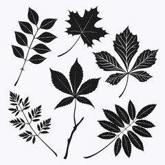 Collection of black silhouettes of various autumn leaves and branches isolated on a white background representing nature and seasonal change