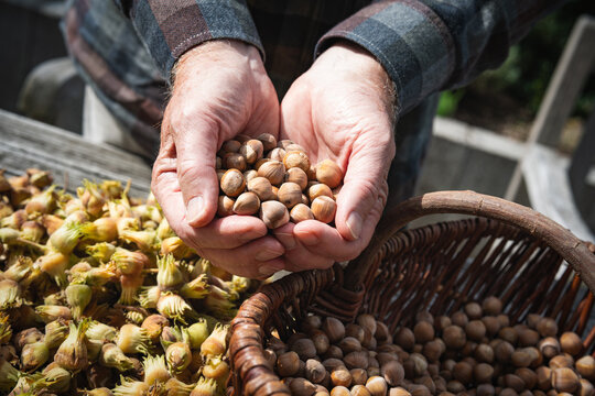 Seasonal hazelnut harvest in autumn. Freshly harvested hazelnuts in a man's hands with basket. Sorted nuts laid out to dry in the autumn sun and. Background for seasonal gardening.