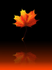 Vibrant seasonal autumn maple leaf portrait background with orange-red tones, reflected on a glossy surface