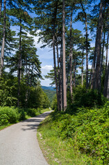 Forest Road to the Mountains