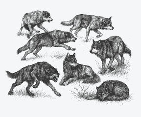Vintage sketch of wolves pack resting and moving in wilderness, detailed classic wildlife illustration. © Chairul
