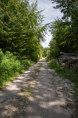 Forest Path to the Unknown