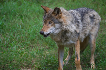 Fototapeta premium Wolf Standing in a Grassy Area