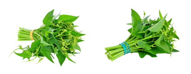 Two Bunches of Fresh Green Water Spinach with Rubber Bands on a Transparent Background