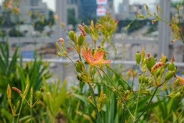 Orange orchid with city background © Alex Lim