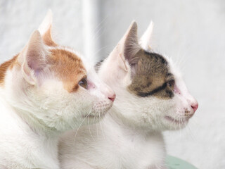 Two sibling kittens sitting together, showcasing their adorable bond and playful companionship.