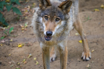 Fototapeta premium Wolf Solo Portrait in Nature Setting