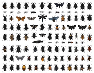 Diverse assortment of insects, including beetles, butterflies, and dragonflies illustration