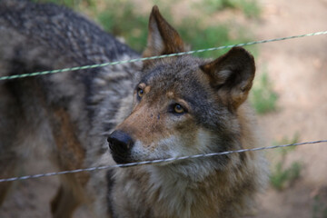 Close Up of a Wolf in Nature