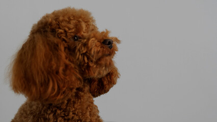 A Charming Poodle Portrait Set Against a Soft, Neutral Background That Enhances Its Beauty