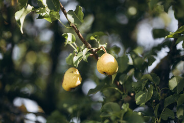 Two ripe pears hanging on a branch
