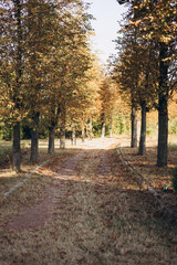 Naklejka premium air, atmosphere, autumn, beauty, branch, brown, calm, carpet, colorful, countryside, crisp, dreamy, environment, evening, fall, field, foliage, forest, fresh, garden, golden, ground, harmony, horizon,