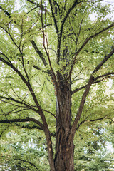 Green tree crown full of leaves