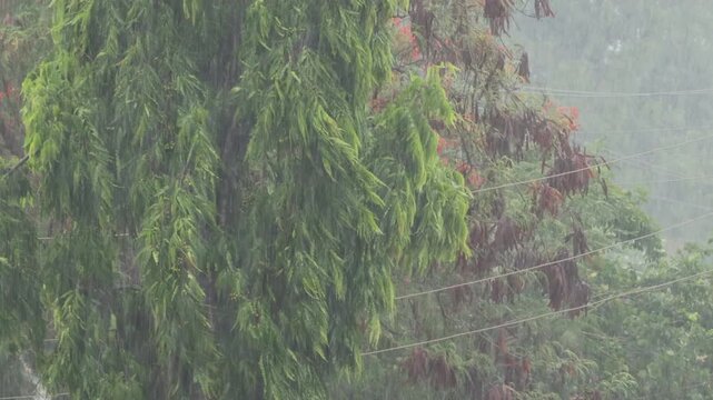 Heavy rain Monsoon in gujarat On tree Polyalthia longifolia, or False Ashoka, Buddha Tree, or Indian Mast Tree  A peaceful monsoon morning in rural India. village, India, rain, fog, rooftop, greenery