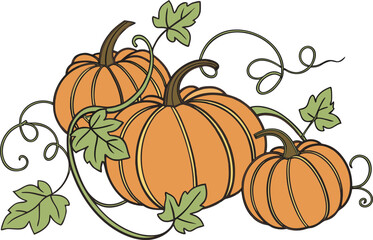 Vector art of three pumpkins with vine and leaf illustration