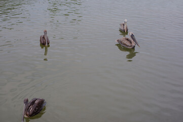 Peaceful Scene of Four Brown Pelicans Floating on Calm Water Surface, Gracefully float on a tranquil, rippling water surface, presenting a serene and calming natural scene. Ideal for representing wild