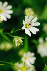 Close up of white daisy flower