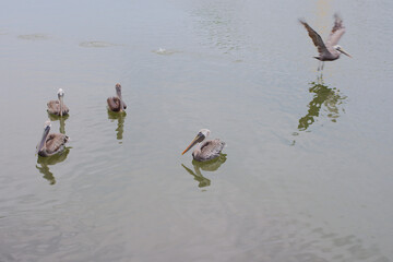 Four Brown Pelicans floating peacefully calm water Swimming and one pelican flies above.  Clear Day...