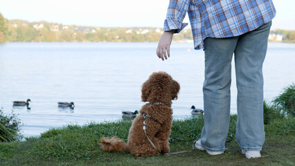 A gentle dog is sitting peacefully at the waters edge, intently watching the ducks swim by