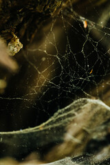 Close up of spider web