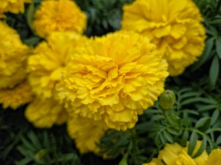 Close-up shot of a bed of vibrant yellow marigold flowers. The flowers are surrounded by their finely-cut green leaves, which create a dense, textured background.