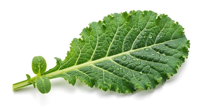 Fresh Green Kale Leaf with Water Droplets Isolated on White Background. - Powered by Adobe