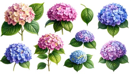 Watercolor Hydrangea Collection: Diverse Floral Arrangements on White Background