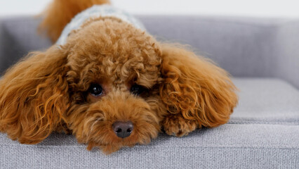 An Adorable Dog Comfortably Relaxing on a Couch in a Very Cozy Living Room Setting with Charm
