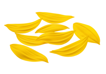 Vibrant yellow sunflower petals on transparent background