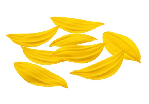 Vibrant yellow sunflower petals on transparent background