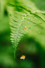 Macro close up fiddlehead