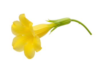 Yellow flower blossom with green stem on transparent background