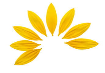Yellow flower petals arranged in a circular pattern on transparent background
