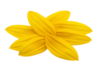 Yellow flower petals isolated on transparent background