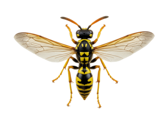 Yellow jacket wasp detailed view studio photography