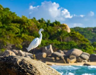 Elegant egret perched majestically on a boulder against a tropical backdrop