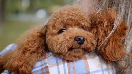 An adorable brown poodle is snuggled up comfortably in the arms of its loving owner