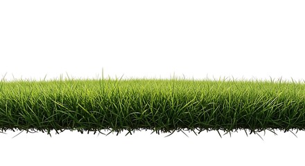 Green Grass Field Isolated on White Background.