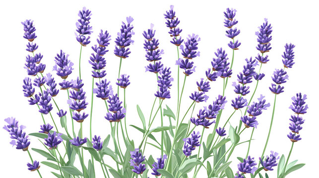 Artistic illustration of lavender flowers with vibrant green leaves isolated on transparent background perfect for botanical and floral designs