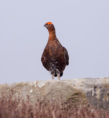 A Red Grouse on the North York Moors 