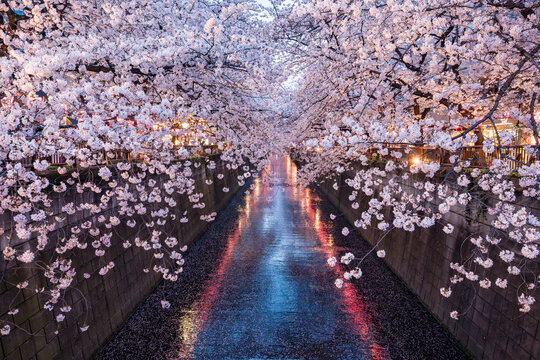 Nakameguro Cherry Blossom Festival, Tokyo, Japan