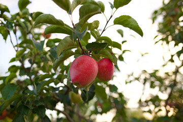 two apples hanging on a tree. High quality photo