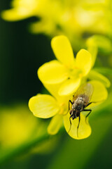 close up fly on yellow flower