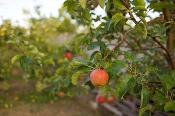 Apple on the tree. High quality photo