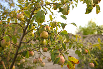 Apple tree sick. High quality photo