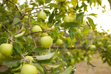 Green apple tree at sunset. High quality photo