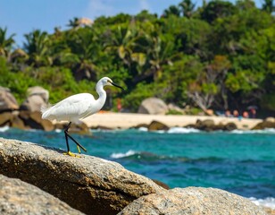 Elegant snowy egret perched on seaside rocks in a tropical destination