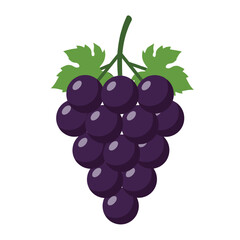 Vector illustration of purple grapes