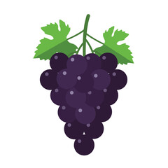 Vector illustration of purple grapes
